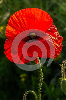 Papaver rhoeas or common poppy, red poppy is an annual herbaceous flowering plant in the poppy family, Papaveraceae, with red