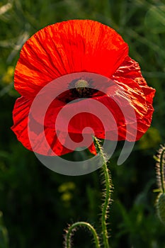 Papaver rhoeas or common poppy, red poppy is an annual herbaceous flowering plant in the poppy family, Papaveraceae, with red