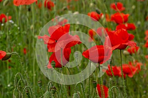 Papaver rhoeas or common poppy, red poppy is an annual herbaceous flowering plant in the poppy family, Papaveraceae, with red