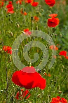 Papaver rhoeas or common poppy, red poppy is an annual herbaceous flowering plant in the poppy family, Papaveraceae, with red