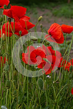 Papaver rhoeas or common poppy, red poppy is an annual herbaceous flowering plant in the poppy family, Papaveraceae, with red