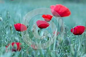 Papaver rhoeas Corn poppy Corn rose Field poppy Flanders poppy