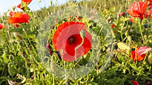 Papaver rhoeas,corn poppy, corn rose, field poppy, Flanders poppy, and red poppy.