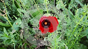 Papaver rhoeas,corn poppy, corn rose, field poppy, Flanders poppy, and red poppy.