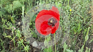 Papaver rhoeas,corn poppy, corn rose, field poppy, Flanders poppy, and red poppy.