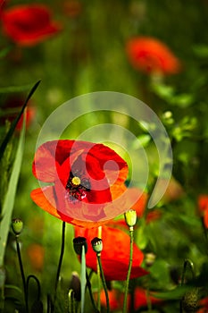 Papaver rhoeas, corn poppy, red poppy Flowers in a field
