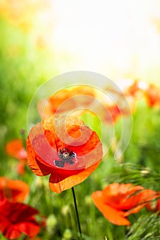 Papaver rhoeas, corn poppy, red poppy Flowers in a field