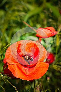 Papaver rhoeas, corn poppy, red poppy Flowers in a field