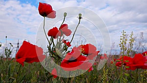 Papaver rhoeas corn rose, field, Flanders, red poppy red flowers, blooming wild plants in the steppe, Ukraine