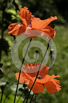 Papaver rhoeas; field poppy flowers in Swiss garden