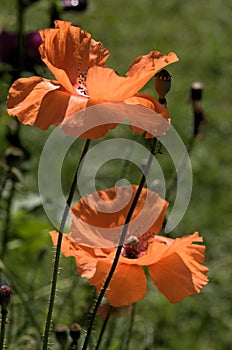 Papaver rhoeas; field poppy flowers in Swiss garden