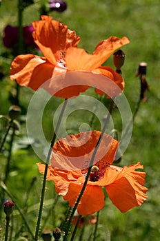 Papaver rhoeas; field poppy flowers in Swiss garden