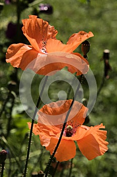 Papaver rhoeas; field poppy flowers in Swiss garden