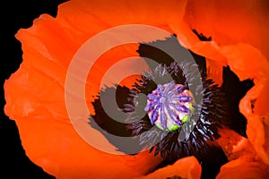 Papaver rhoeas, large red-black petals of the poppy flower. The stigma of the pistil is surrounded by numerous stamens