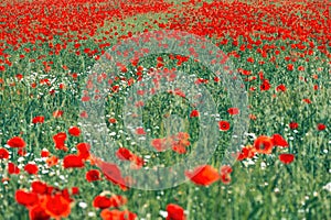 Papaver rhoeas or red poppy flower in meadow. This flowering plant is used a symbol of remembrance of the fallen soldiers