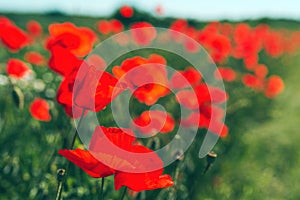 Papaver rhoeas or red poppy flower in meadow. This flowering plant is used a symbol of remembrance of the fallen soldiers