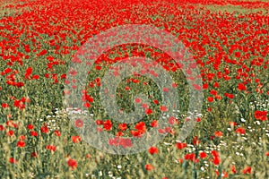 Papaver rhoeas or red poppy flower in meadow. This flowering plant is used a symbol of remembrance of the fallen soldiers