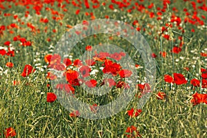 Papaver rhoeas or red poppy flower in meadow. This flowering plant is used a symbol of remembrance of the fallen soldiers