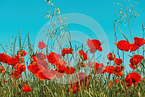 Papaver rhoeas or red poppy flower in meadow. This flowering plant is used a symbol of remembrance of the fallen soldiers