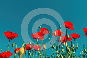 Papaver rhoeas or red poppy flower in meadow. This flowering plant is used a symbol of remembrance of the fallen soldiers