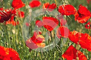 Papaver rhoeas or red poppy flower in meadow. This flowering plant is used a symbol of remembrance of the fallen soldiers