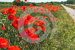 Papaver rhoeas or red poppy flower in meadow. This flowering plant is used a symbol of remembrance of the fallen soldiers