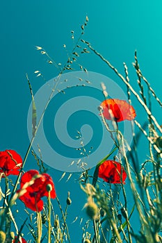 Papaver rhoeas or red poppy flower in meadow. This flowering plant is used a symbol of remembrance of the fallen soldiers