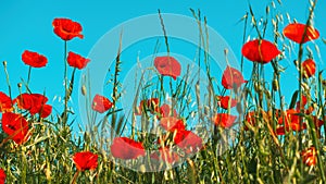 Papaver rhoeas or red poppy flower in meadow. This flowering plant is used a symbol of remembrance of the fallen soldiers