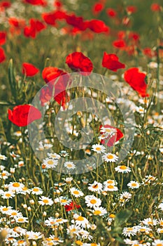 Papaver rhoeas or red poppy flower in white daisy meadow. This flowering plant is used a symbol of remembrance of the fallen