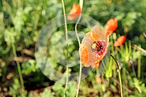Papaver rhoeas, a species of flowering plant in the poppy family