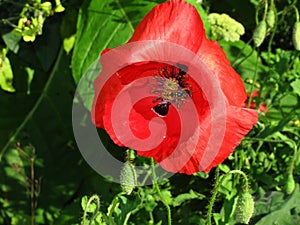 Papaver Rhoes