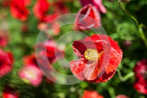 Papaver rhoes; d Poppy; worlds most popular wildflower