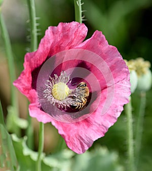 Papaver, somniferum