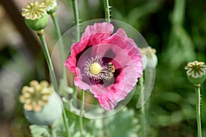 Papaver, somniferum