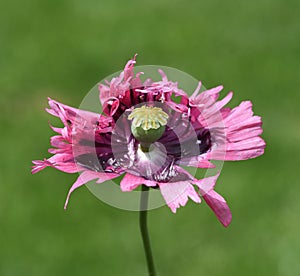 Papaver, somniferum