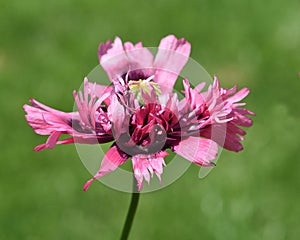 Papaver, somniferum