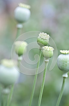 Papaver somniferum