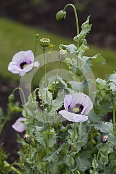 Papaver somniferum, commonly known as the opium poppy or breadseed poppy -  beautiful ornamental and medicinal plant in the herbal