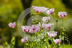 Opium poppy flowers, Papaver somniferum.