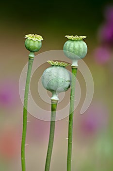 Papaver Somniferum - Opium poppy