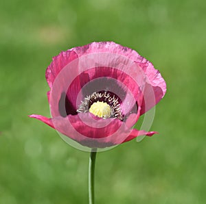 Papaver, somniferum