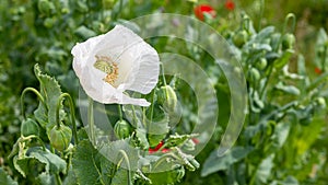 Papaver somniferum, the opium poppy or royal poppy