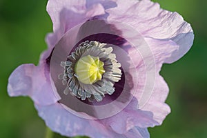 Papaver somniferum, pink poppy flower macro