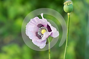 Papaver somniferum, pink poppy flower macro