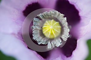 Papaver somniferum, pink poppy flower macro