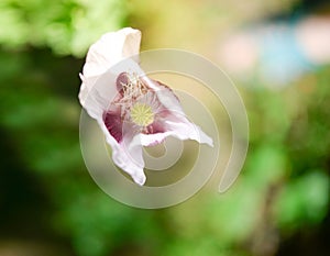 Papaver somniferum Poppy, the last petal, concept.