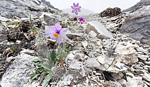 Papaveraceae meconopsis