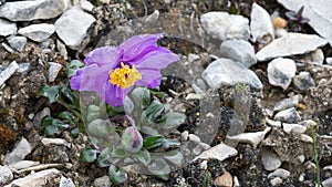 Papaveraceae meconopsis