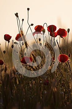 Papaveraceae or poppy family red flowers in the field sunset color wallpaper
