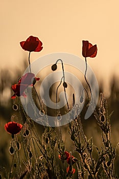 Papaveraceae or poppy family red flowers sunset colors painting effect for wallpaper